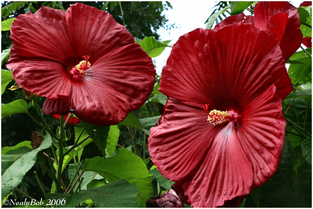 Hibiscus