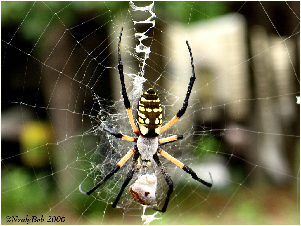 Spider *