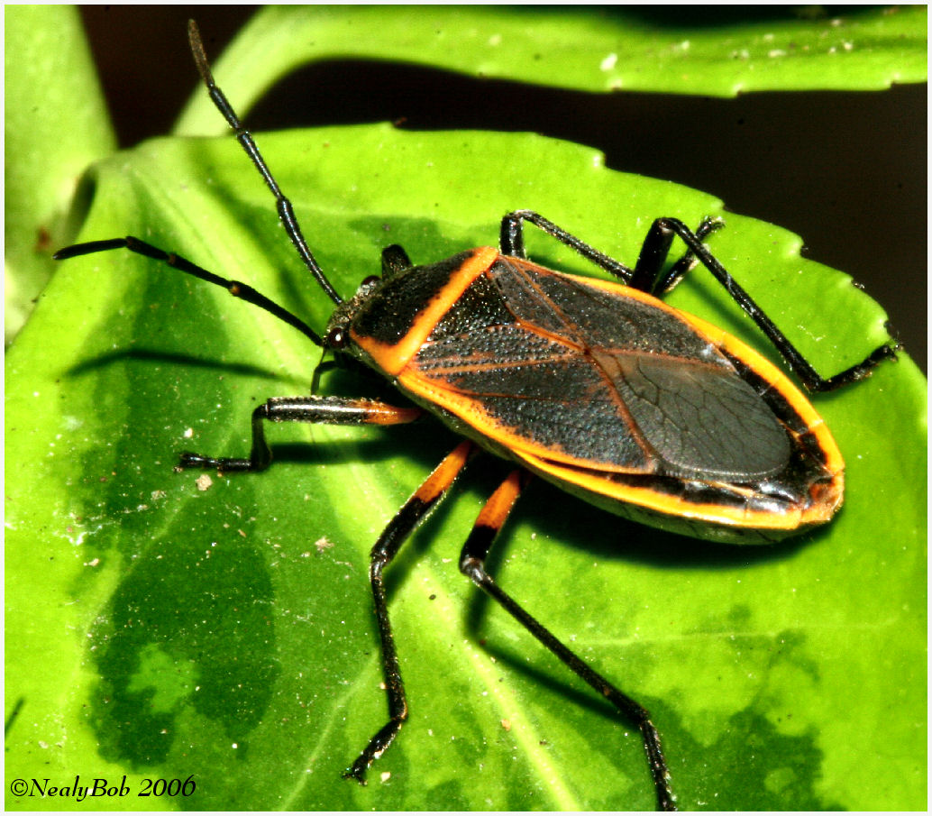 Stink Bug