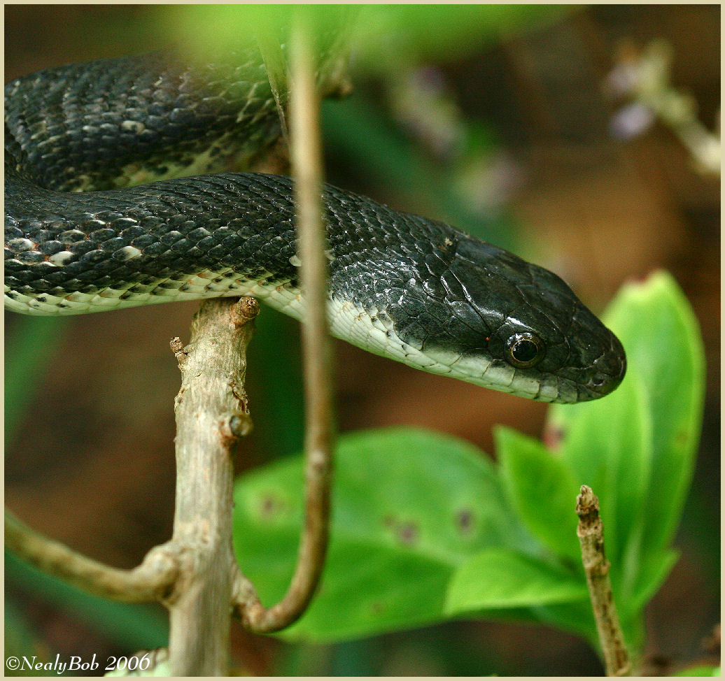 Black Rat Snake
