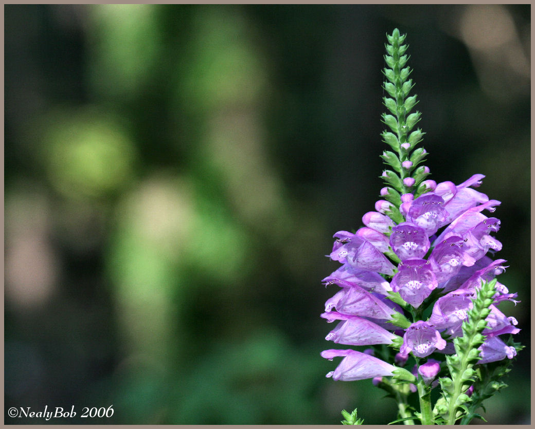 Obedient Plant September 16 *