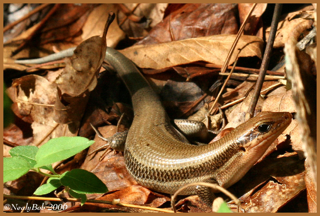 Ground Skink