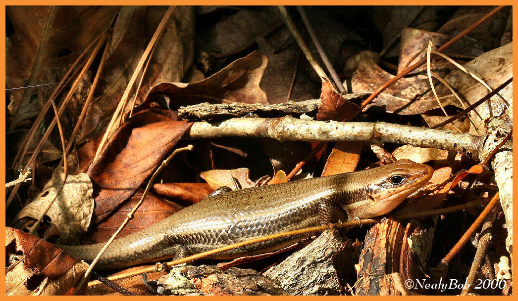 Skink