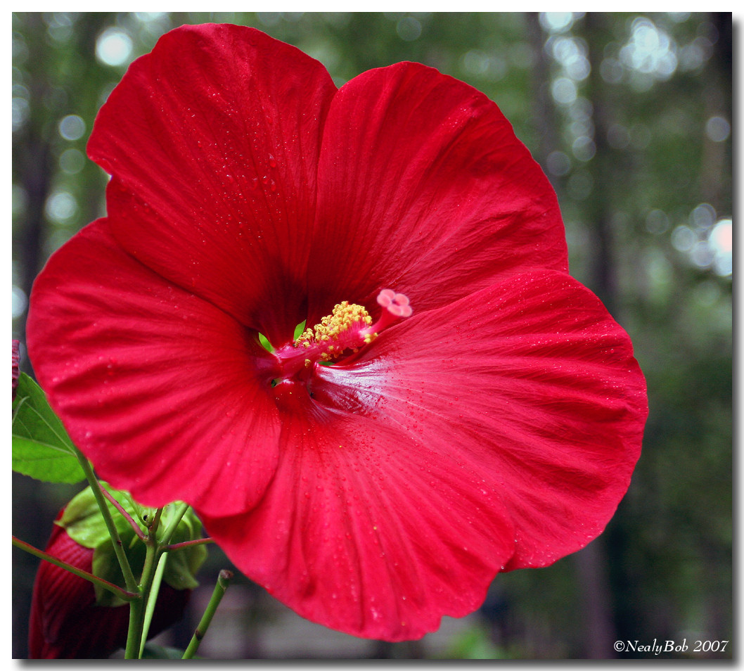 Hibiscus December 20 *