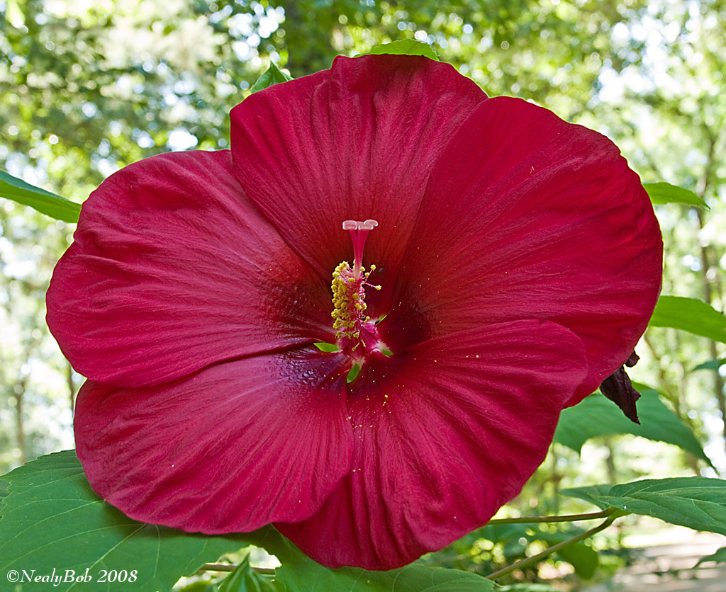 Pie Plate Hibiscus