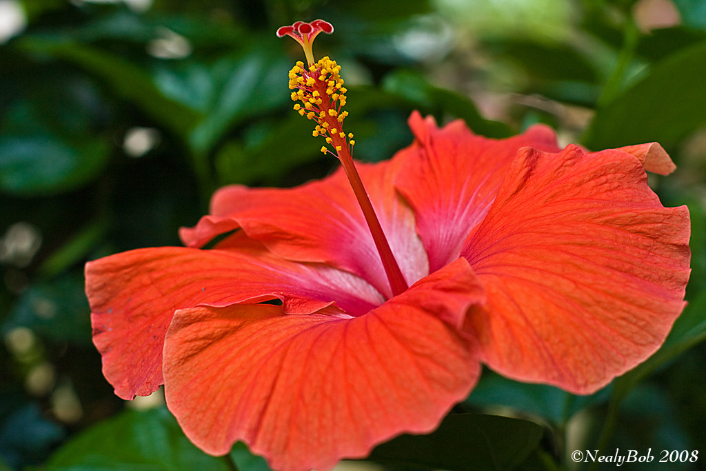 Hibiscus