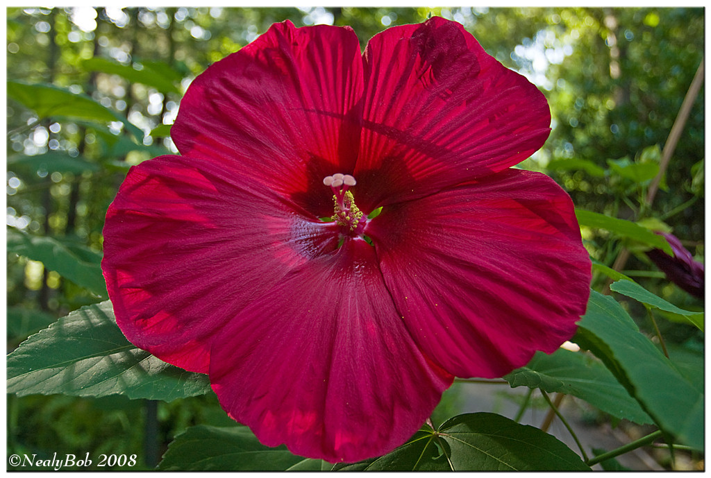 Hibiscus July 6