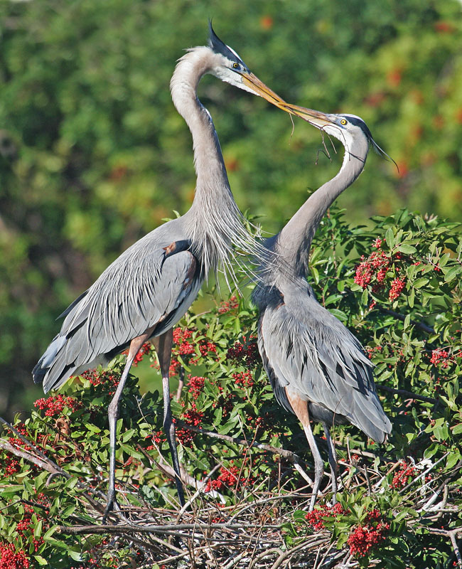 Great blue heron mating pair