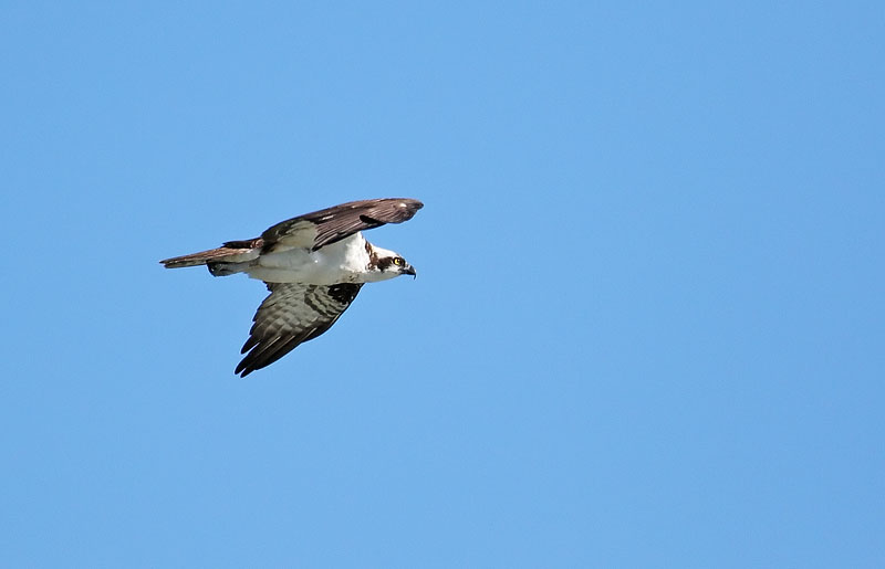 Osprey in flight