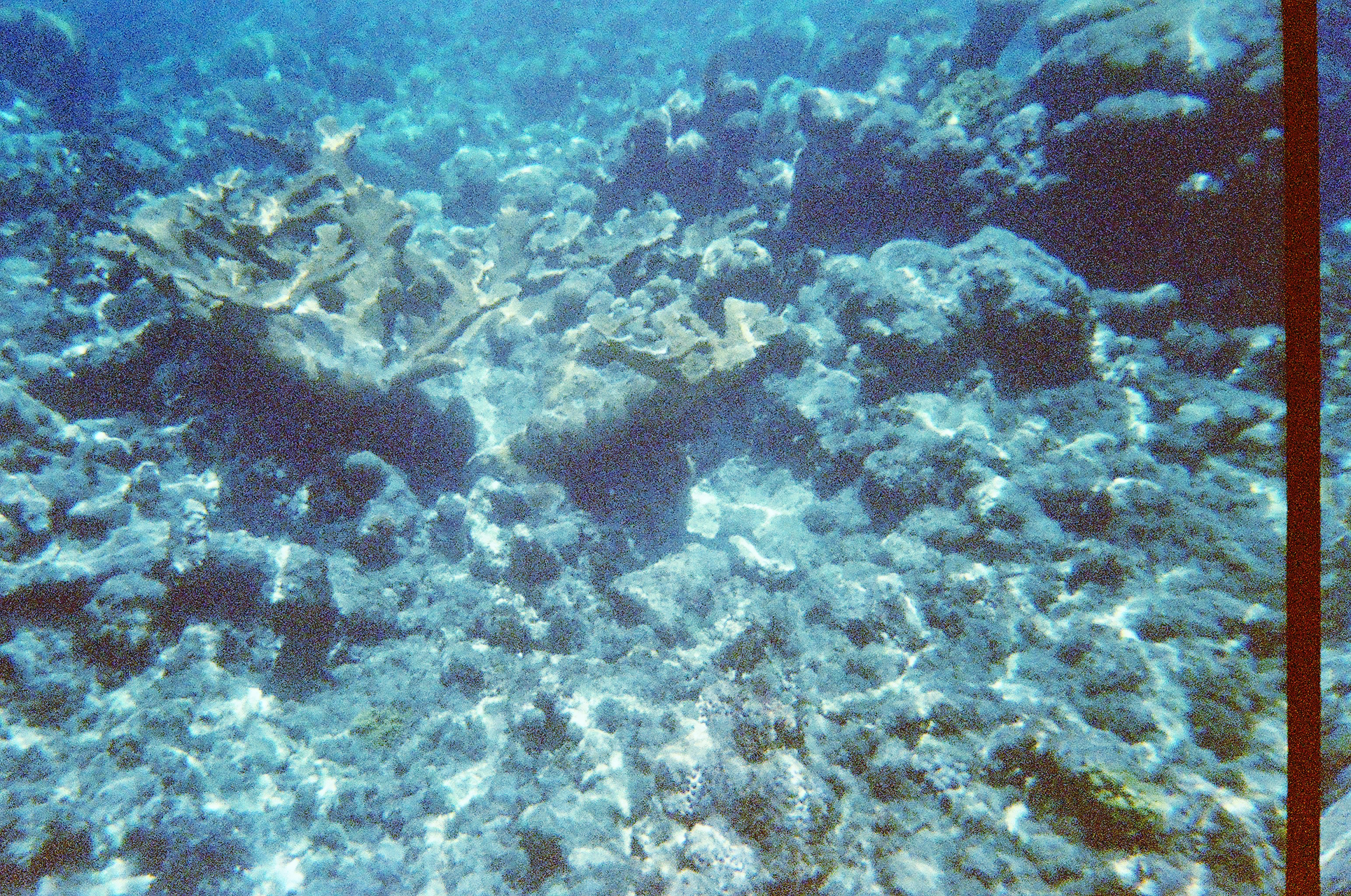 Snorkeling in Roatan, Honduras