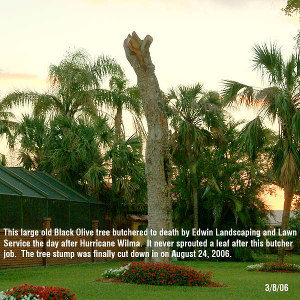 #3 of series - Large old dead Black Olive tree at 14302 Marginada Court, Miami Lakes, FL 33014-2922
