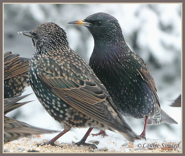 tourneaux sansonnets (European Starling)