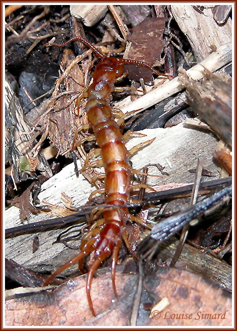 Chilopoda / Chilopodes ou Centipdes / Centipedes