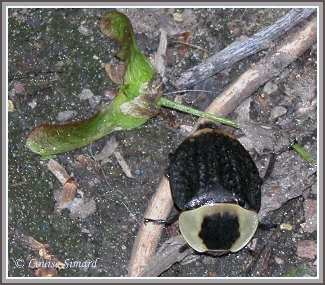 Necrophilia americana / Silphe dAmrique /  American Carrion Beetle