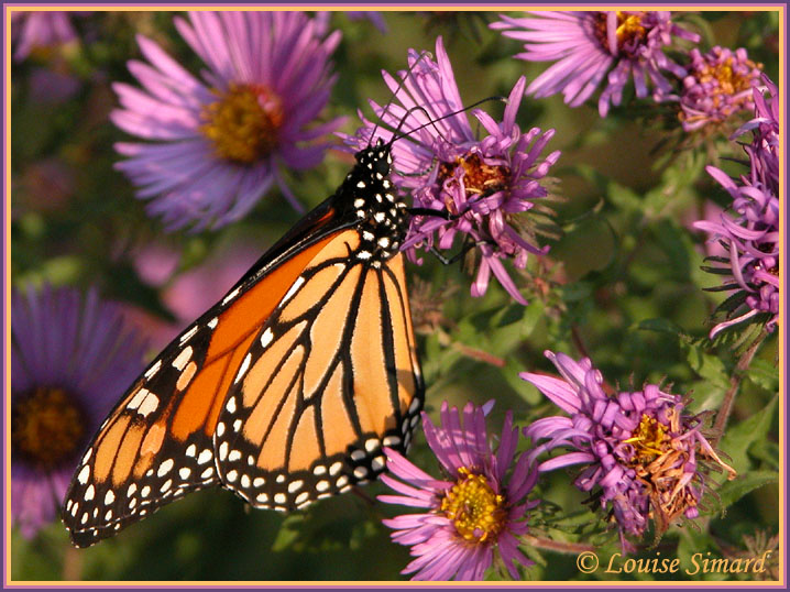 Monarque / Monarch / Danaus plexippus plexippus