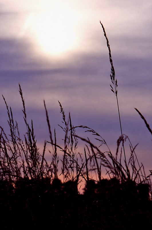 Grasses at sun down Untitled-1.jpg