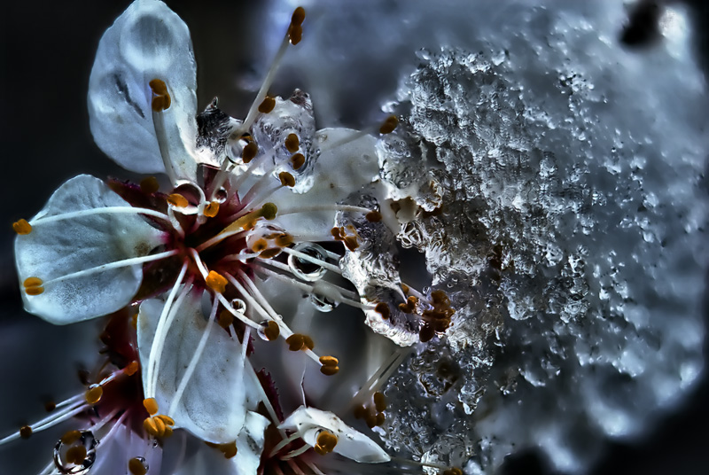 Spring Ice