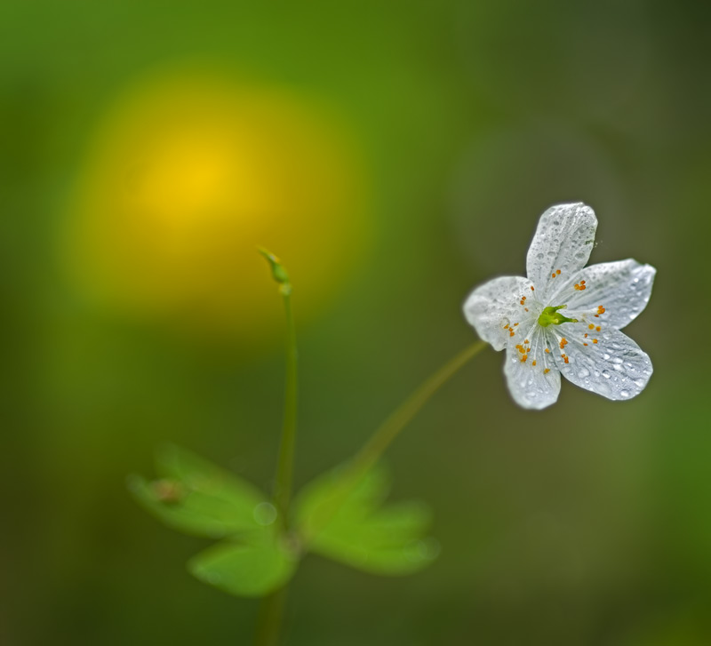 False Rue Anemone
