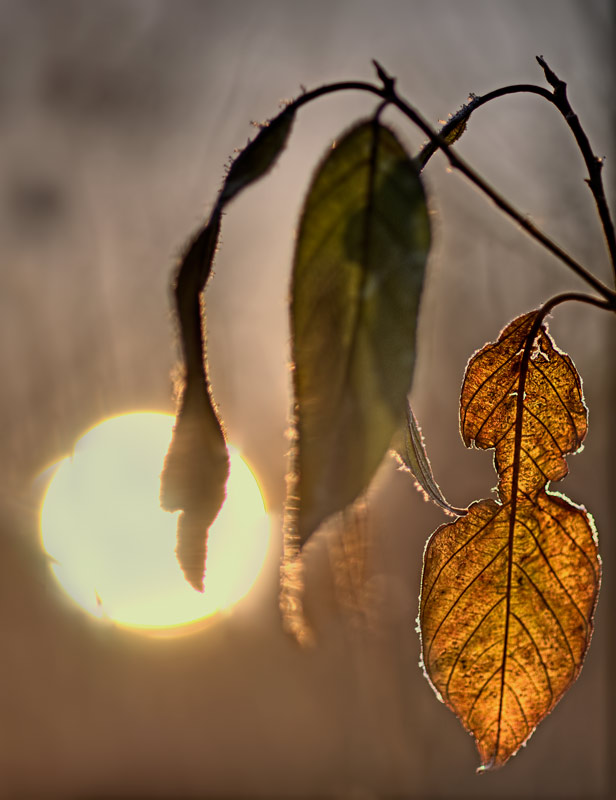 leaves at sunrise