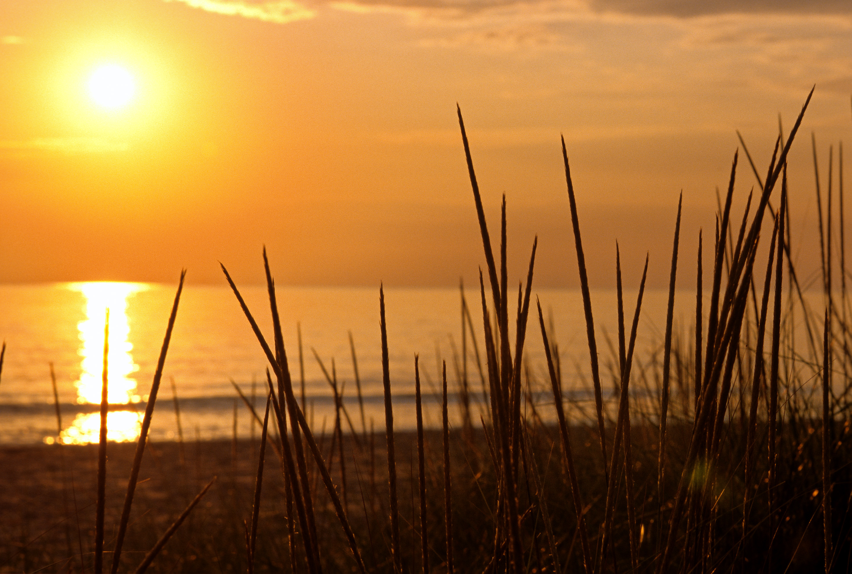 Marram Grass Sunset