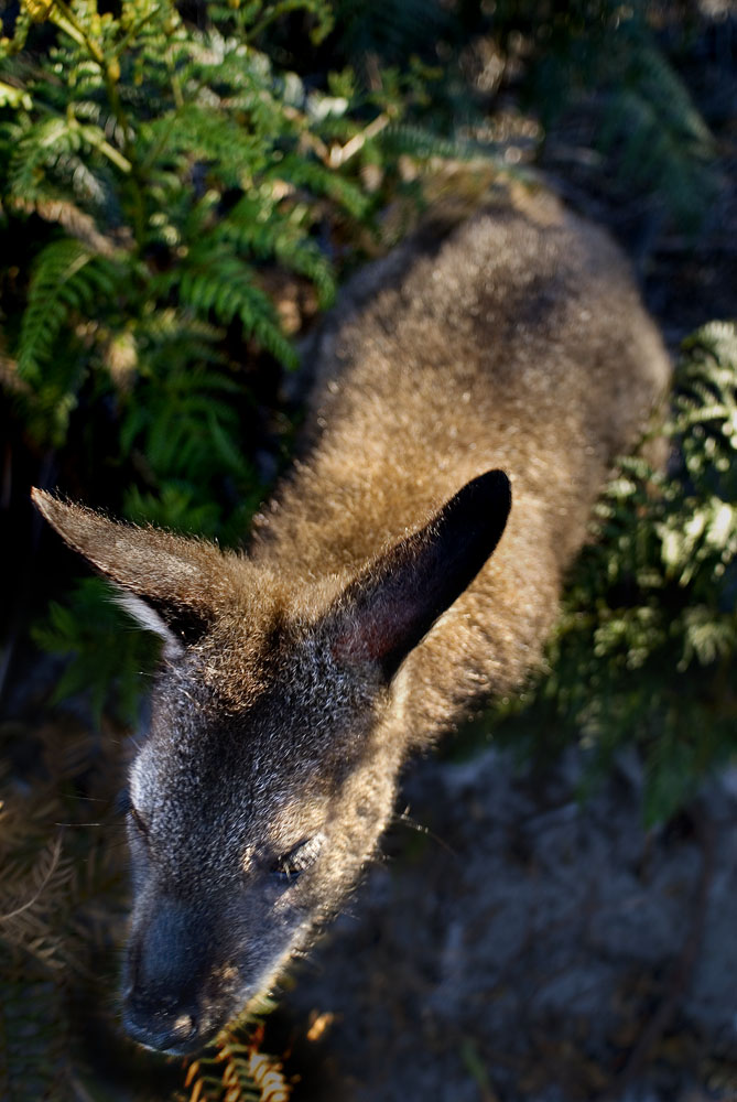 wallaby in the bracken