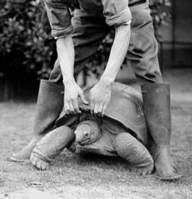 CatTurtle.gif