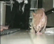 CatWithFood1.gif