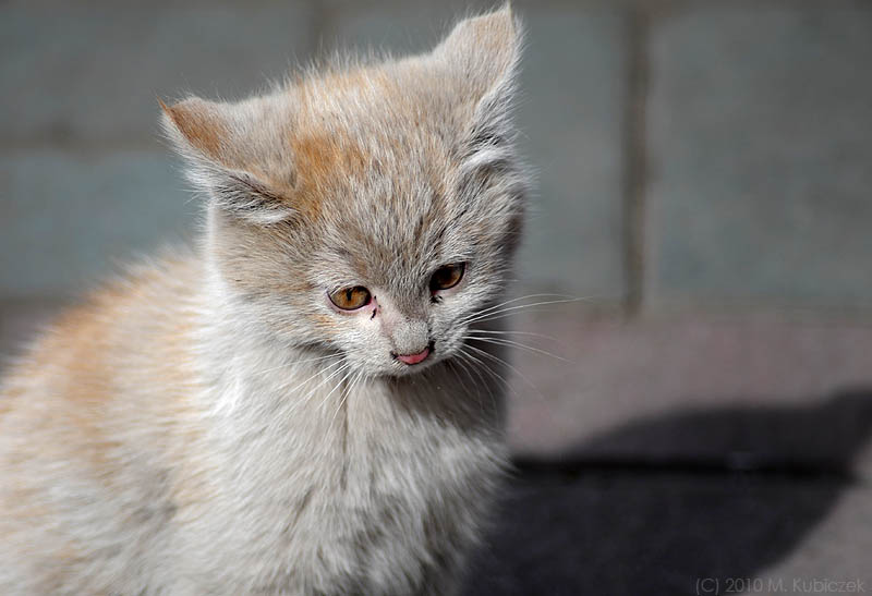 d7010 070.jpg
