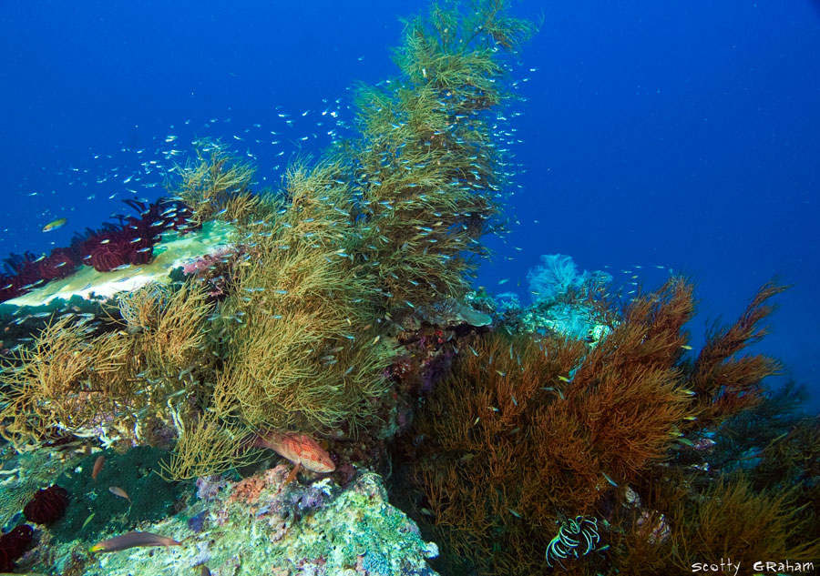 reef4.jpg