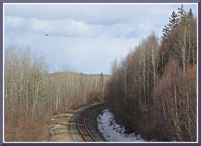 Tracks with Crows.JPG