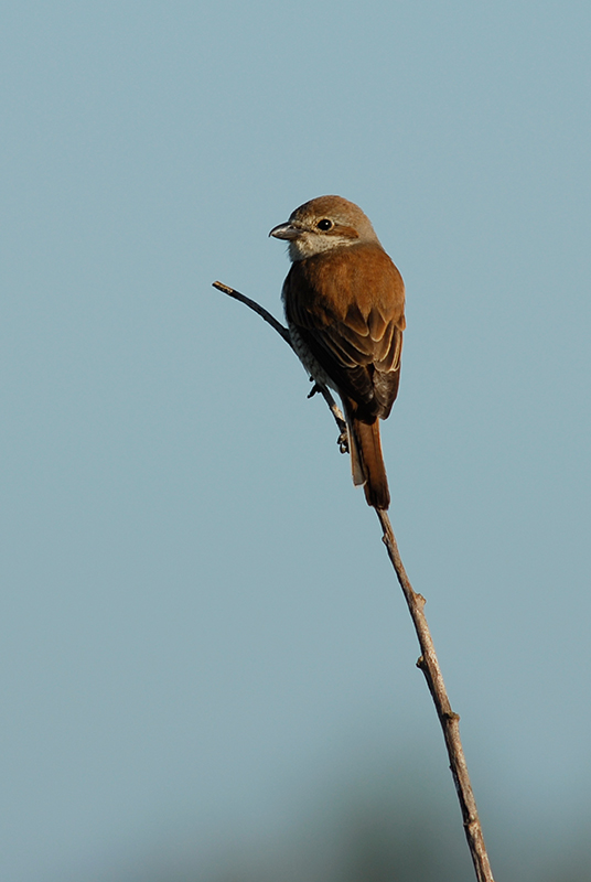 Red-backed shrike