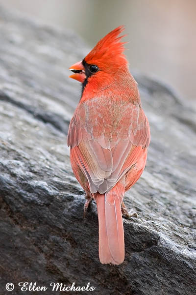 Northern Cardinal