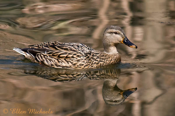 Mallard Duck