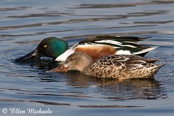 Northern Shoveler