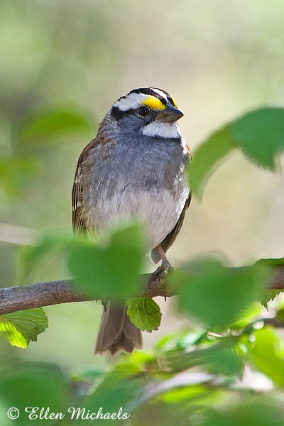 White-throated Sparrow