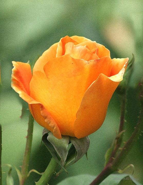Apricot Rose