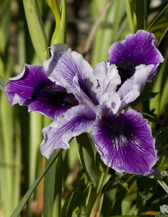 Douglas Iris