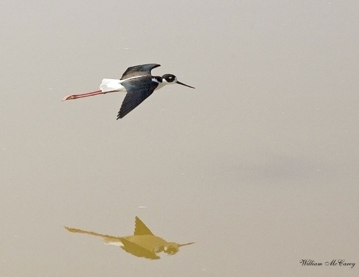 Black-necked Stilt