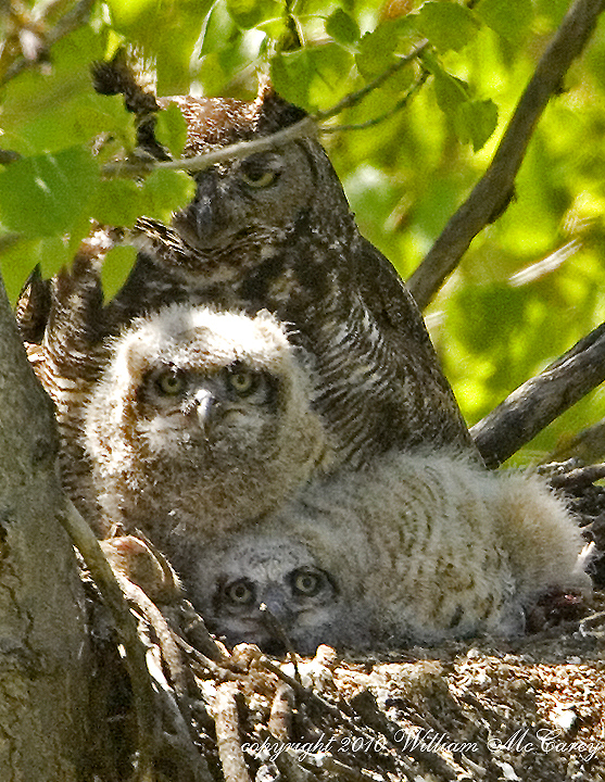 Great Horned Owl and Chicks