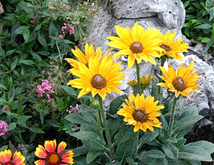 Black-eyed Susans and the Mesquite Stump
