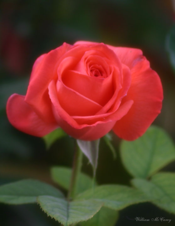 Soft Red Rose