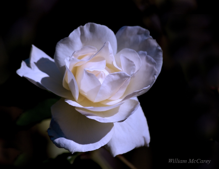 White Rose of Winter