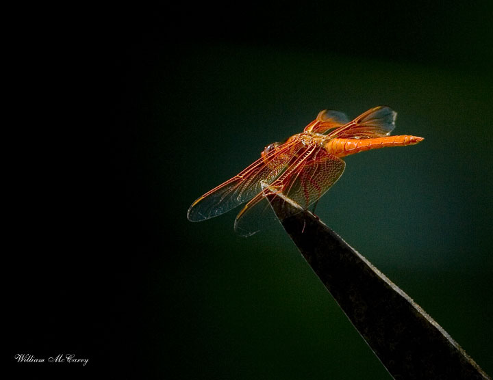 Dragon Fly Hunting