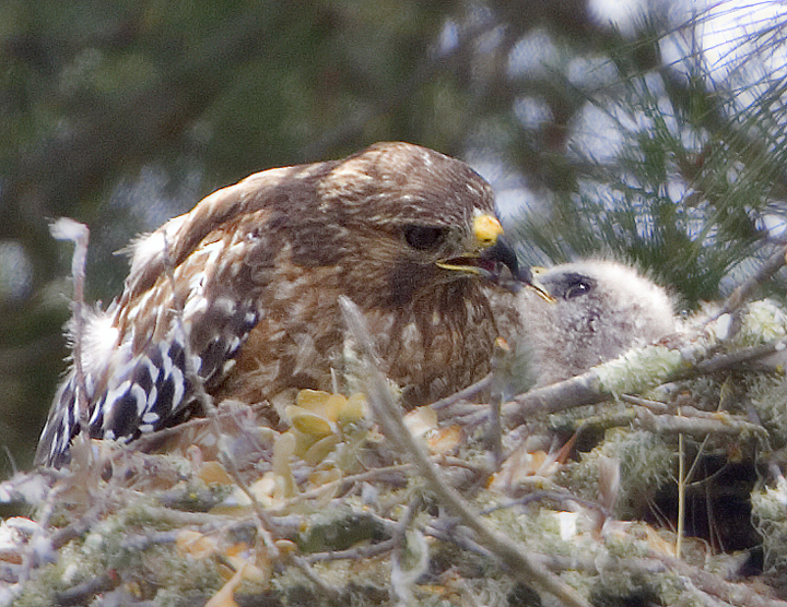 Hawk and Chick