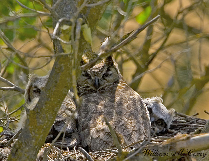 Great Horned Owl and Chicks