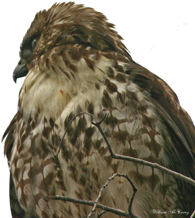 Majestic Red-tailed Hawk juvenile