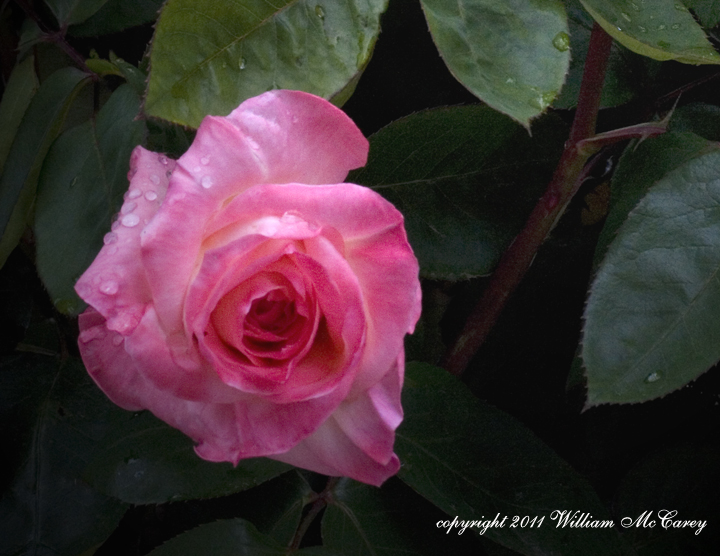 Soft pink rose in a Spring rain