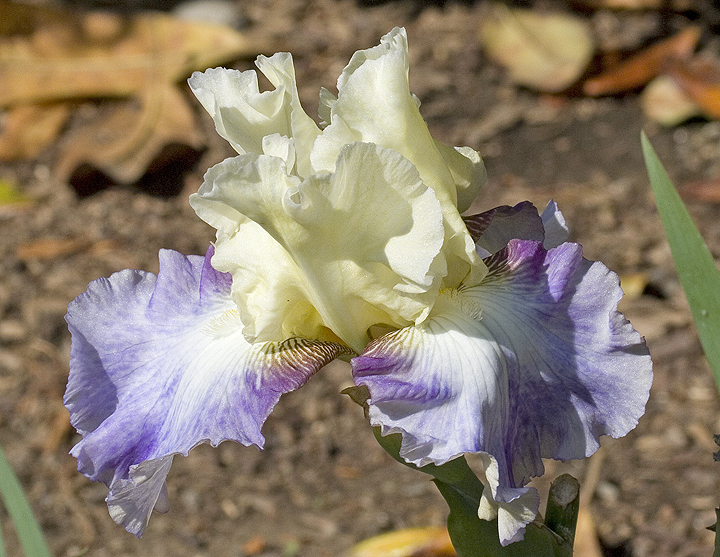 Beige and Pale Lavender