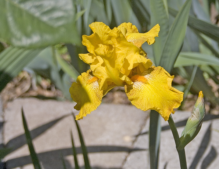 Bright Yellow