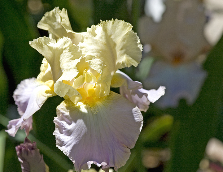 Light Lavender and Pale Yellow